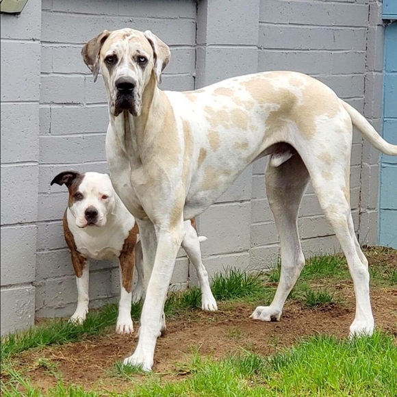 Meet your Posher, Jason - Picture 4 of 4